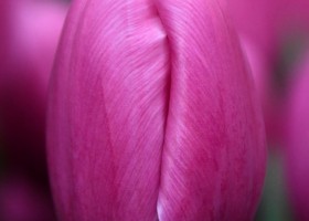Tulipa Lavena (3)